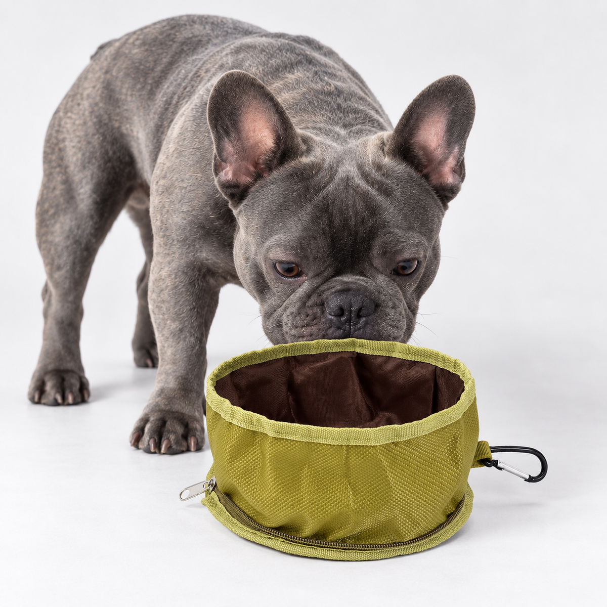 Collapsible French Bulldog Travel Bowl — Green product photo
