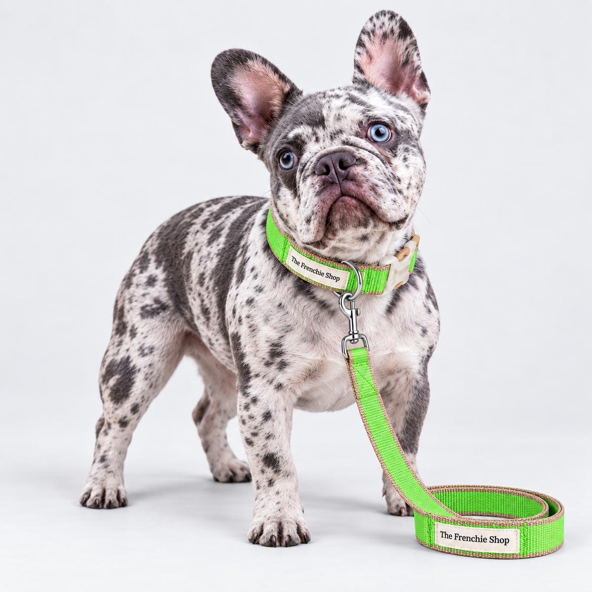 Colorblock French Bulldog Harness & Collar Walking Sets — Green Collar Set — Frenchie wearing product