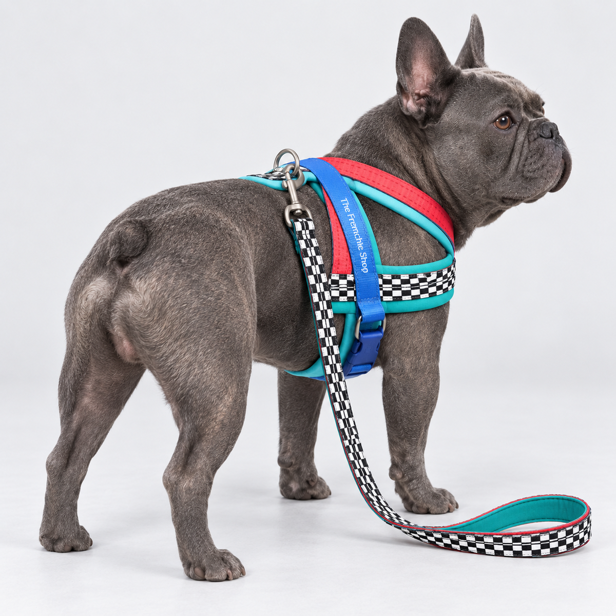 Colourblock Saddle French Bulldog Harness & Leash Set — Green Red Blue — Frenchie wearing product