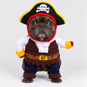 French Bulldog Pirate Halloween Costume