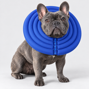 Deep French Bulldog Recovery Cone — Blue studio photo