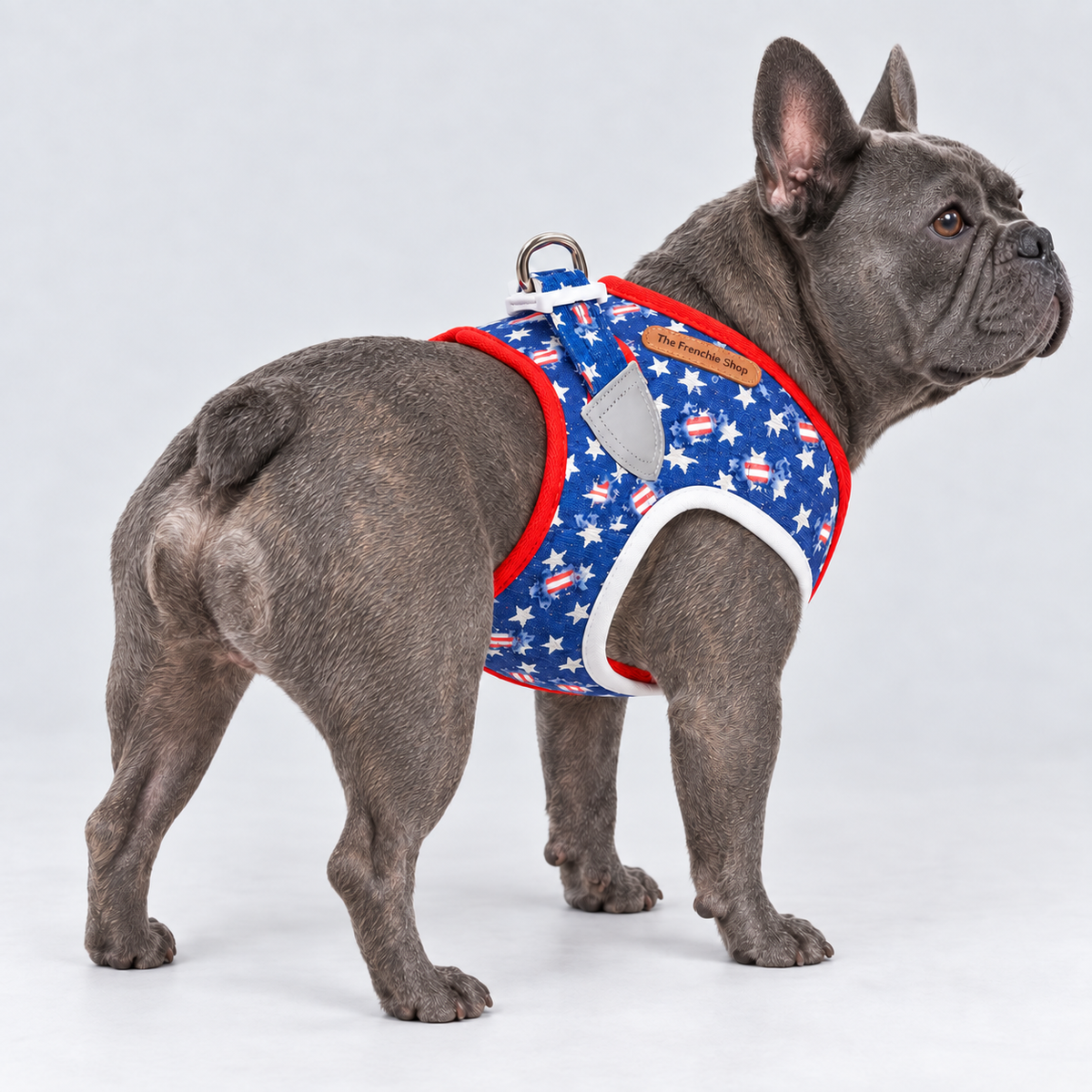 Denim Vest French Bulldog Harness — Blue — Frenchie wearing product