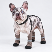 Merle French Bulldog wearing adjustable boots and back suspension set