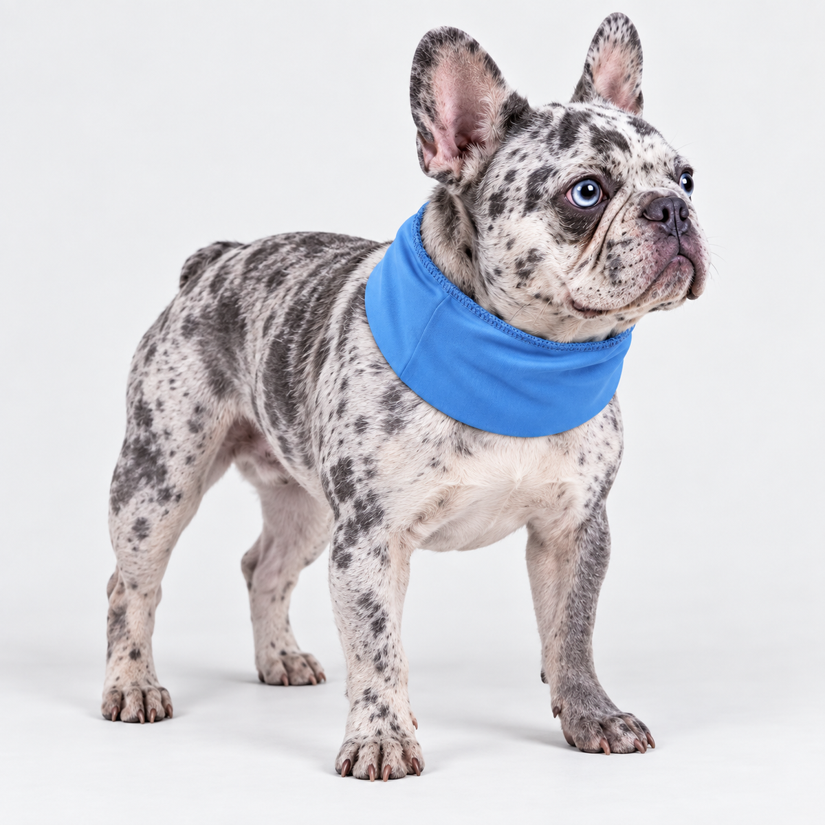 French Bulldog Cooling Neck Wrap — Blue – One Size studio photo