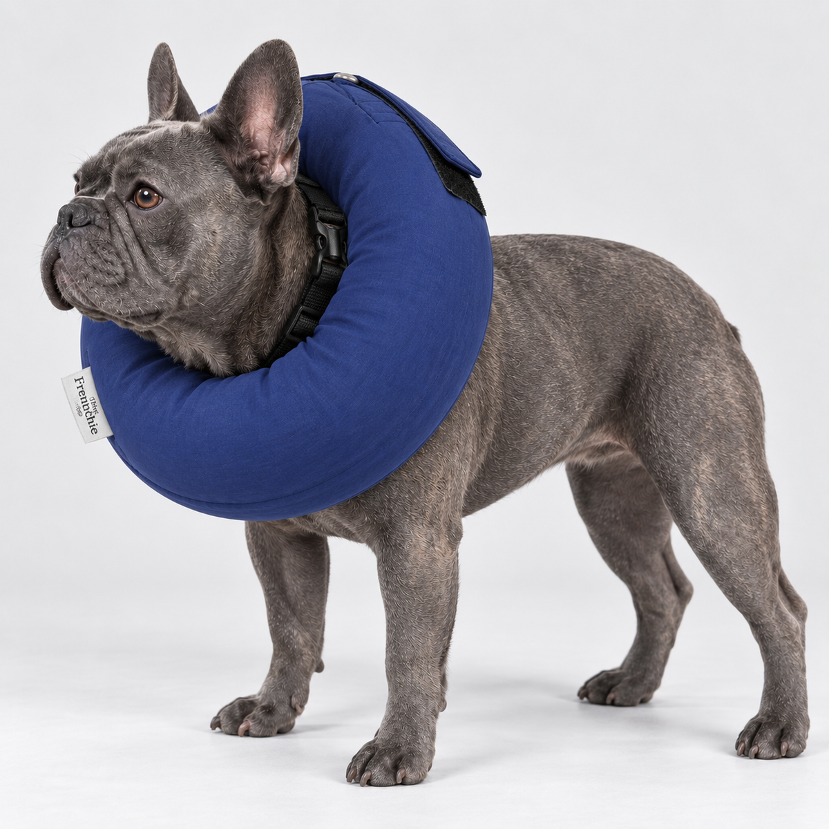 French Bulldog Fence Gap Collar — Blue — Frenchie wearing product