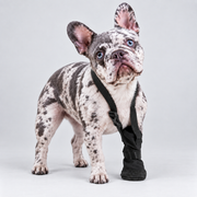 French Bulldog Front-Paw Recovery Boot — Black — Frenchie wearing product
