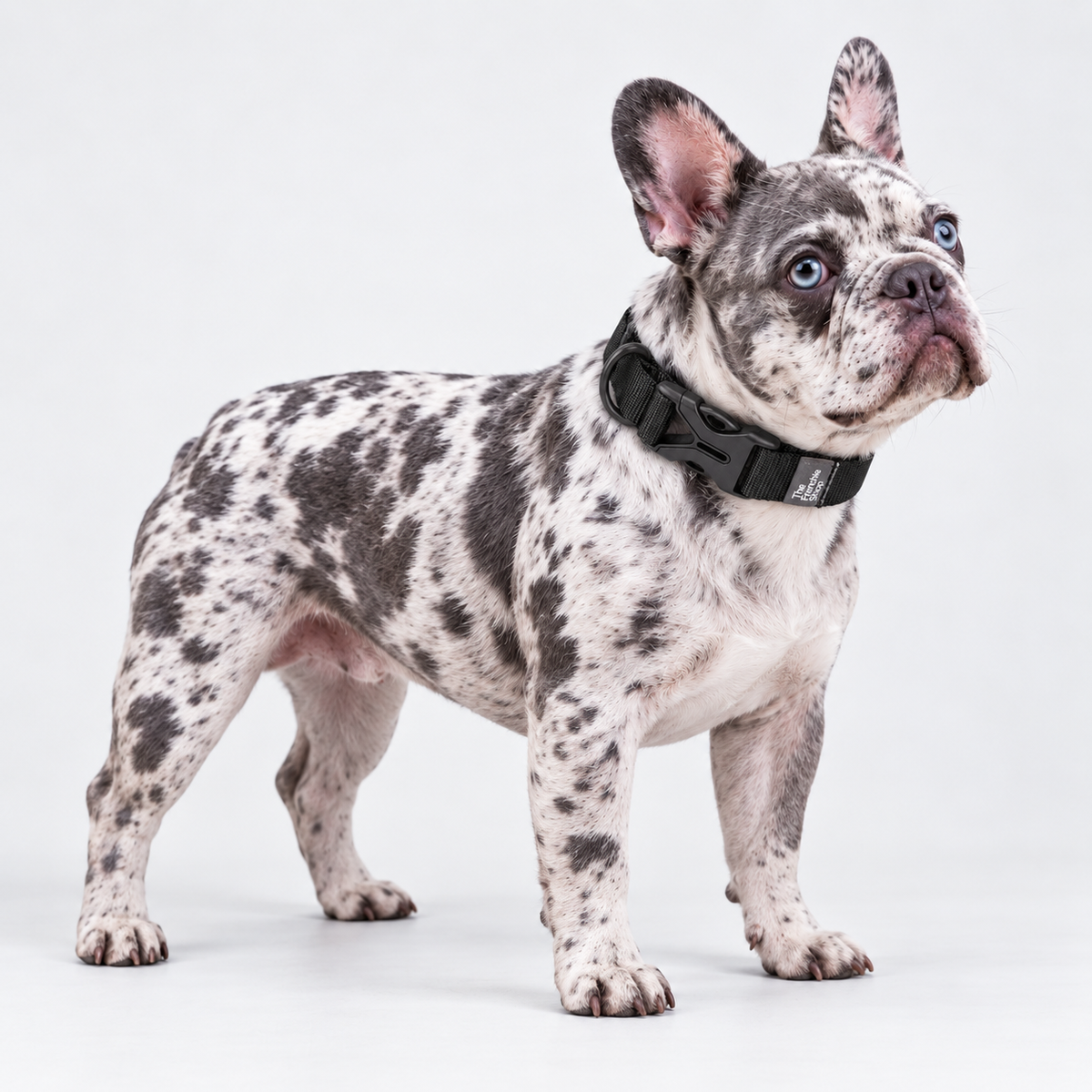 French Bulldog Harness & Collar – Neutral & Bright Colours — Black Collar — Frenchie wearing product
