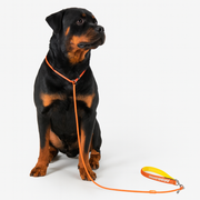 French Bulldog Rope Leash | Frenchie Climbing-Rope Training Leash
