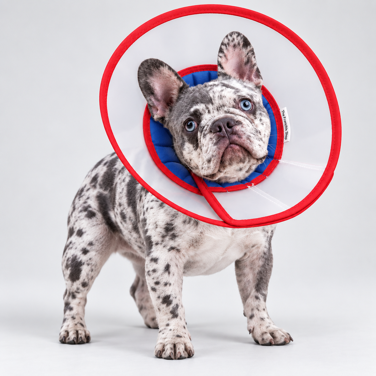 French Bulldog Recovery Cone — Blue — Frenchie wearing product