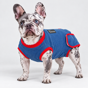 French Bulldog Recovery Suit — Blue — Frenchie wearing product