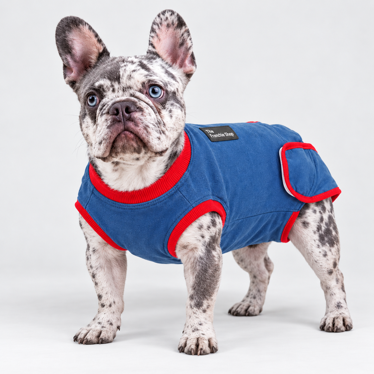 French Bulldog Recovery Suit — Blue — Frenchie wearing product