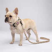 French Bulldog Outdoor Tactical Collar & Leash Set | Frenchie MOLLE Walk Set