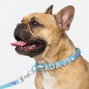 French Bulldog Custom Glitter Collar & Leash Set | Frenchie Rhinestone Set
