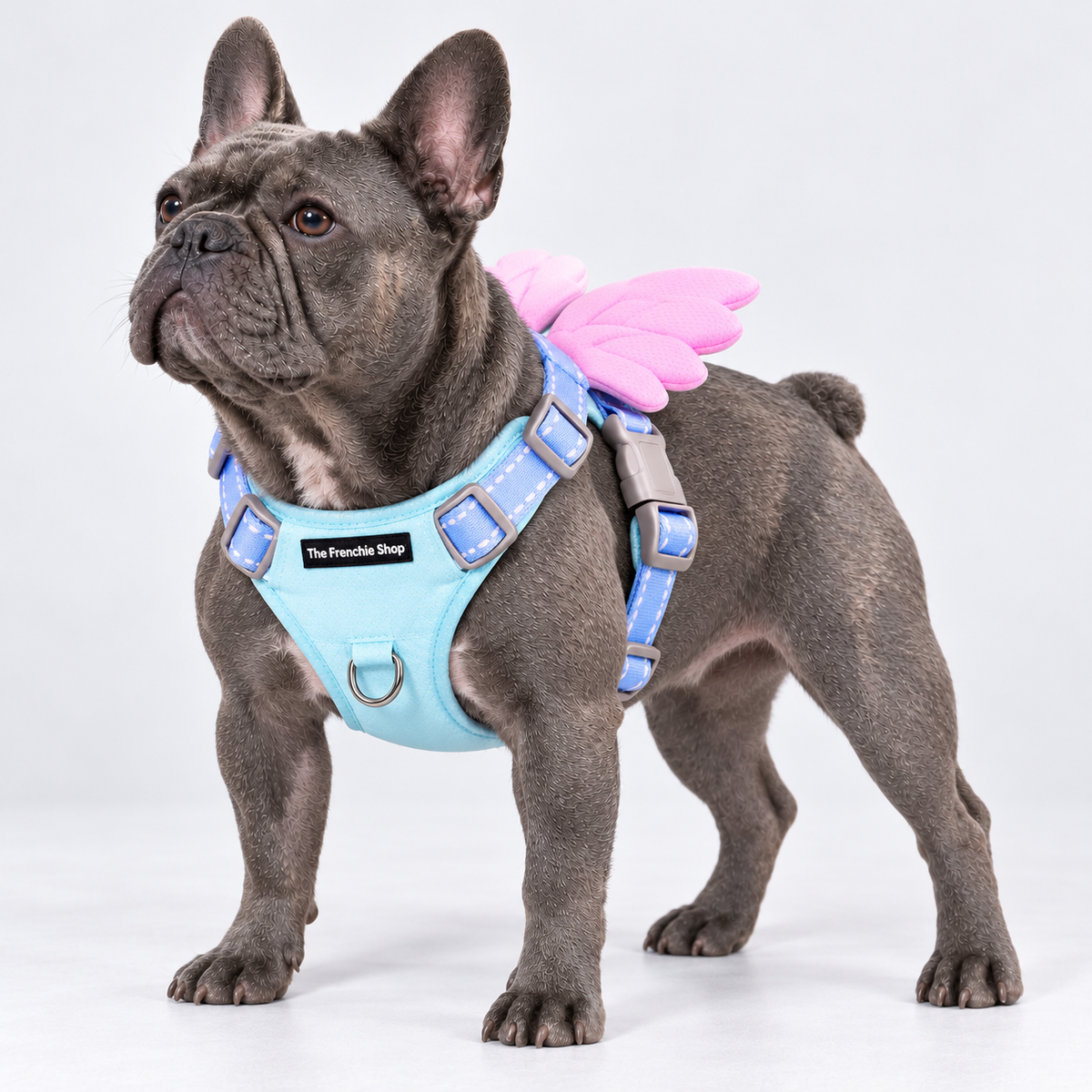 Winged French Bulldog harness — front