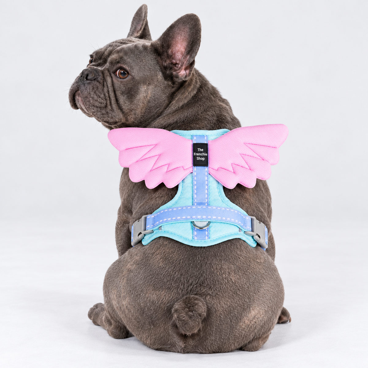 Winged French Bulldog harness — blue v2