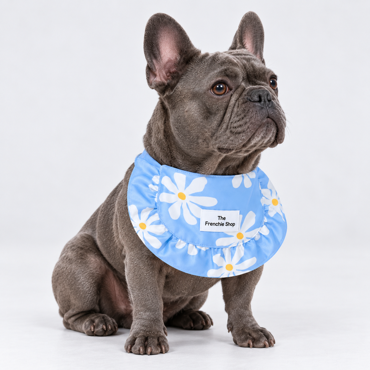 Blue-gray French Bulldog wearing the light blue daisy bib