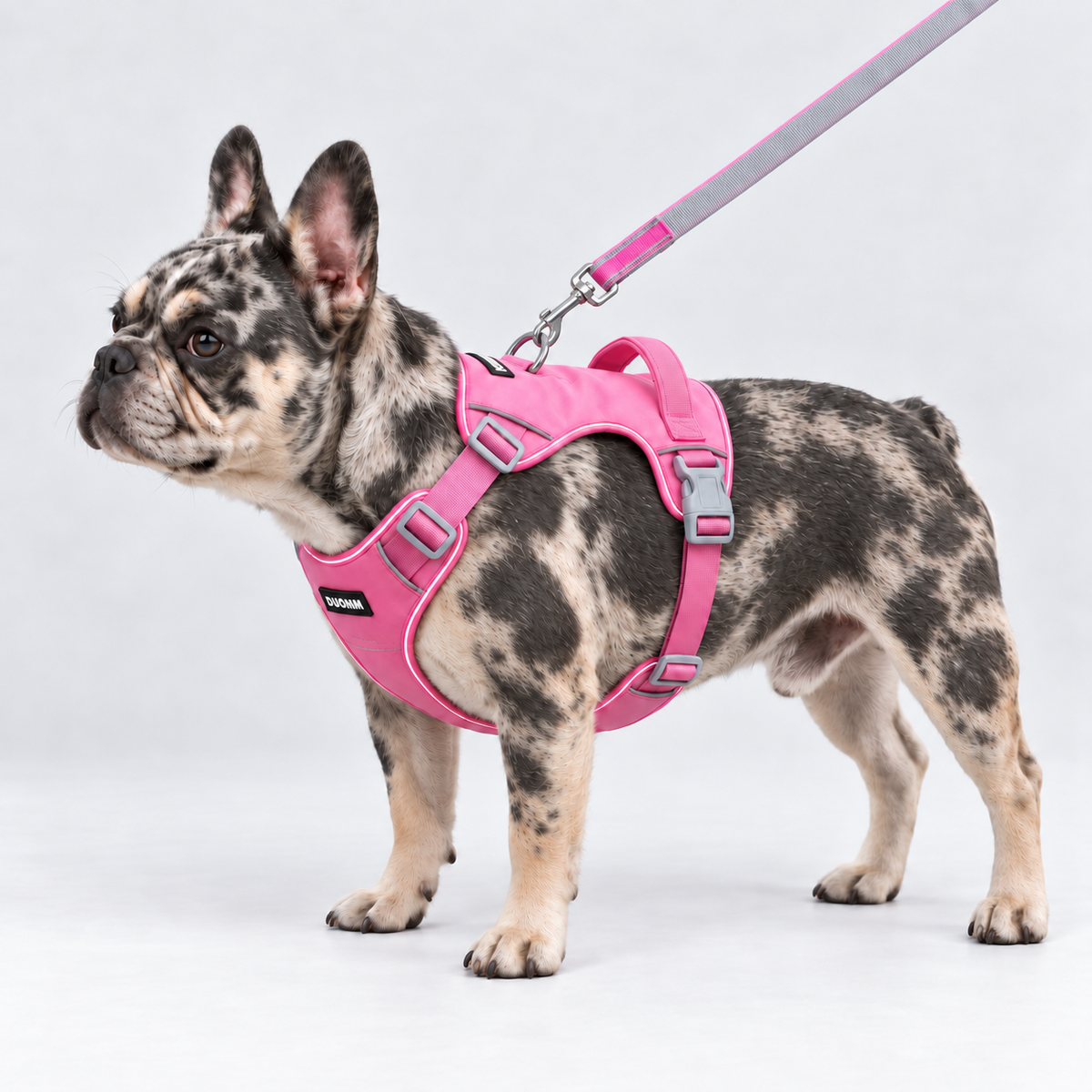 Trail No-Pull French Bulldog Harness & Leash