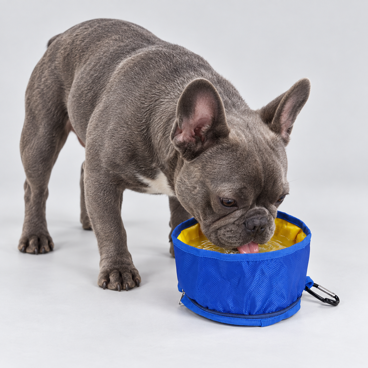 Blue-gray French Bulldog drinking from a blue folding fabric travel bowl with yellow lining
