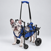 Four-Wheel French Bulldog Mobility Cart — Blue – S — Frenchie wearing product
