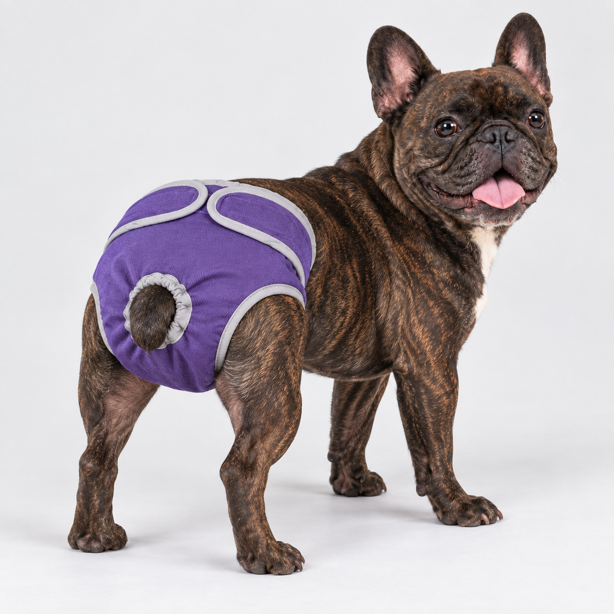 French Bulldog Adjustable Diaper Shorts - Contrast Trim Purple