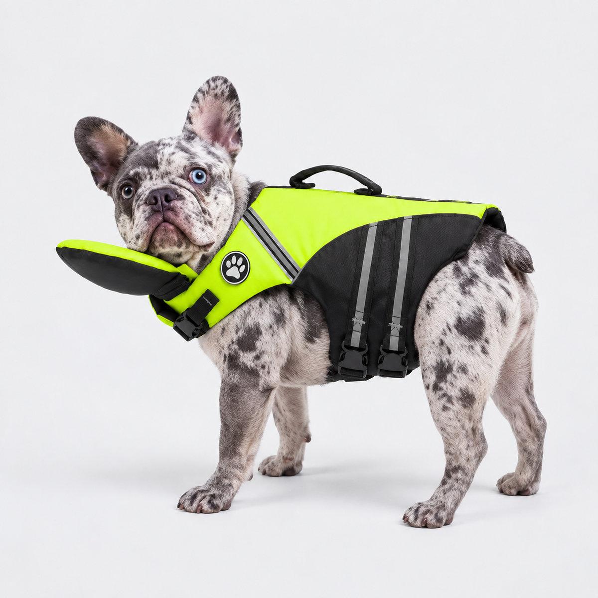 Merle French Bulldog wearing Green AquaRes French Bulldog Life Jacket – Reflective Dog Swim Vest with Rescue Handle on light gray background