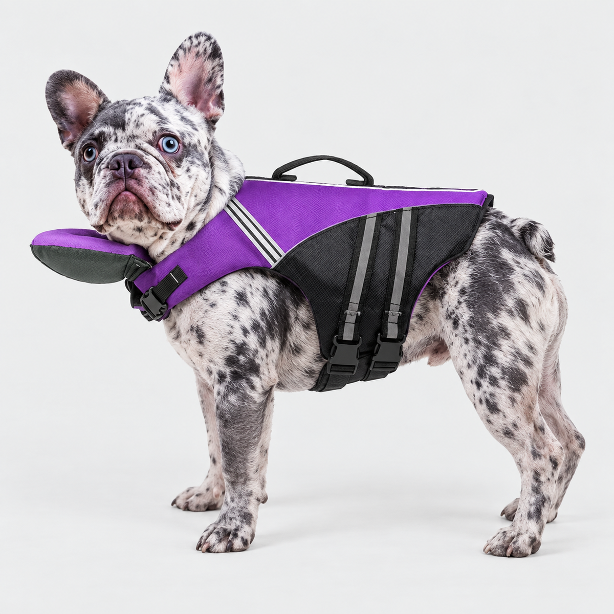 Merle French Bulldog wearing Purple AquaRes French Bulldog Life Jacket – Reflective Dog Swim Vest with Rescue Handle on light gray background