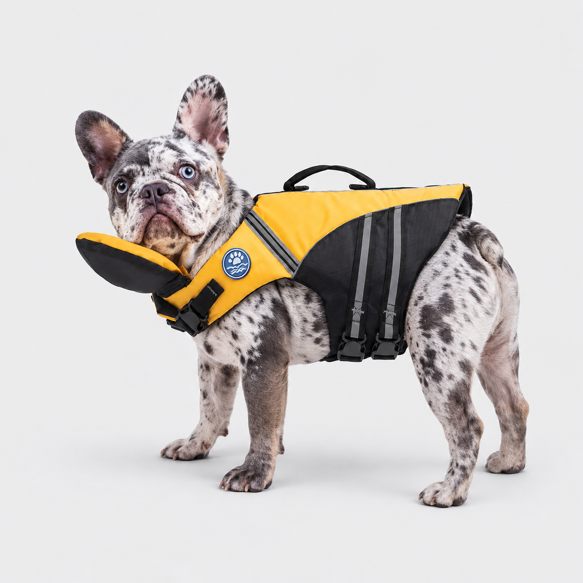 Merle French Bulldog wearing Yellow AquaRes French Bulldog Life Jacket – Reflective Dog Swim Vest with Rescue Handle on light gray background