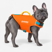 blue-gray French Bulldog wearing Swimzy Adjustable French Bulldog Life Jacket on light gray studio background