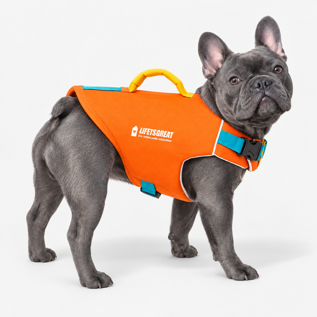 blue-gray French Bulldog wearing Swimzy Adjustable French Bulldog Life Jacket on light gray studio background