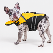 merle French Bulldog wearing French Bulldog Float Vest with Removable Neck Support on light gray studio background