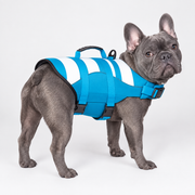 blue-gray French Bulldog wearing French Bulldog High-Visibility Swim Safety Vest on light gray studio background