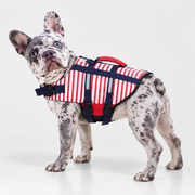 merle French Bulldog wearing French Bulldog Striped Swim Jacket with Rescue Handle on light gray studio background