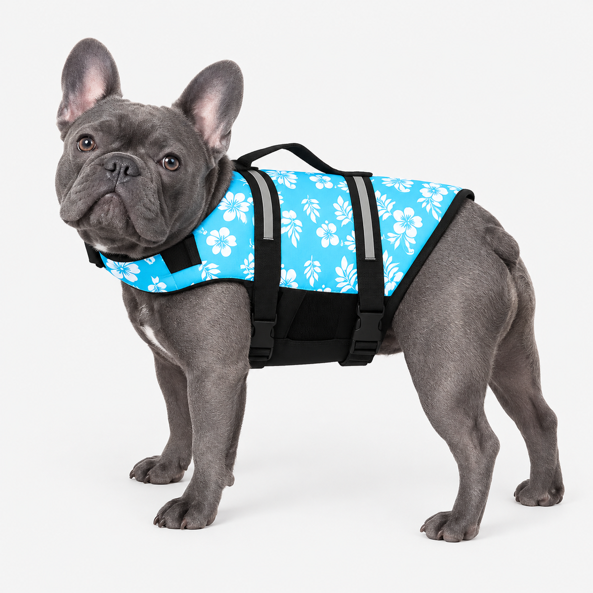 blue-gray French Bulldog wearing French Bulldog Lightweight Reflective Life Jacket on light gray studio background