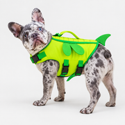 merle French Bulldog wearing French Bulldog Bee-Style Life Jacket on light gray studio background