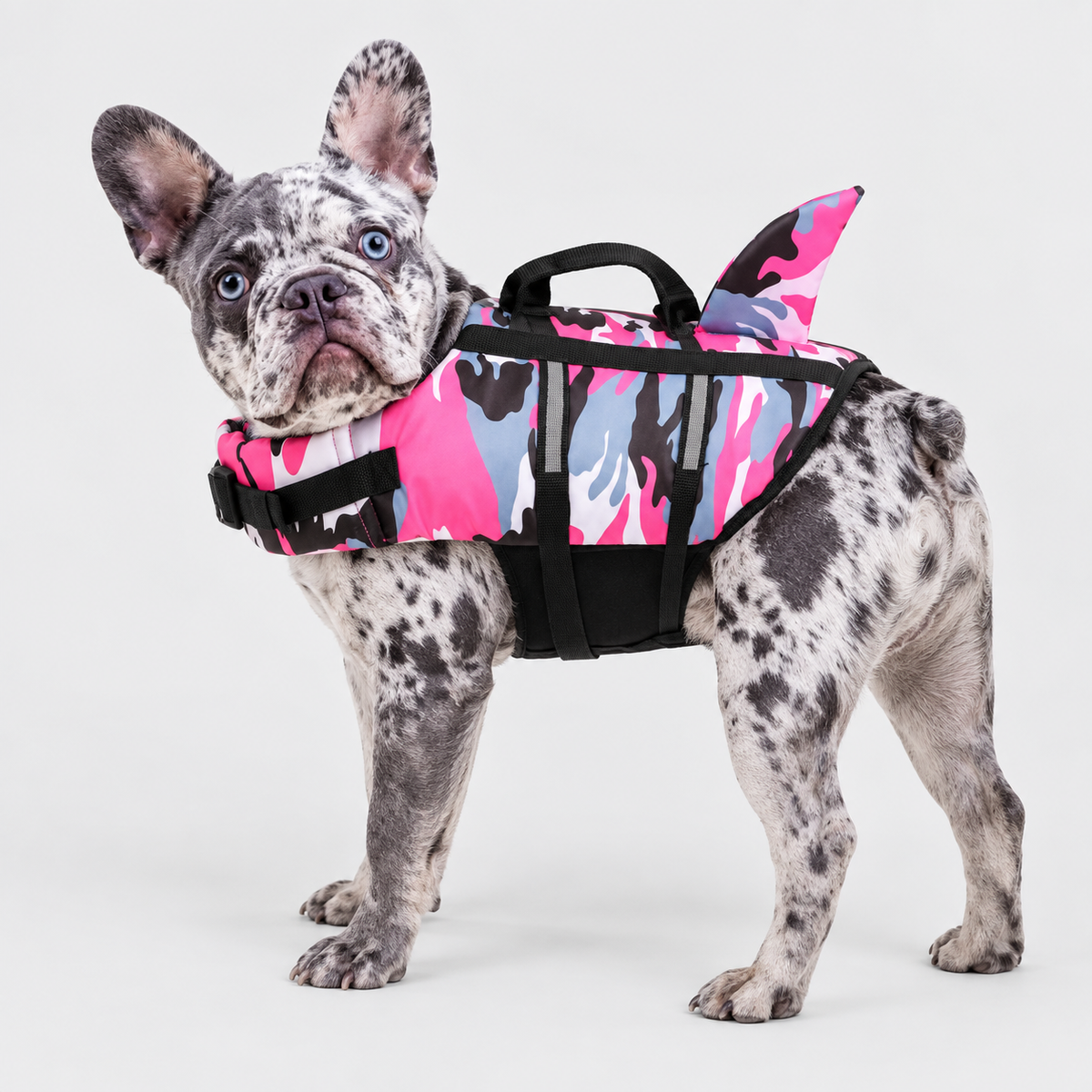 Merle French Bulldog wearing Pink Frenchie Shark Vest Life Jacket with Safety Rescue Handle on light gray background