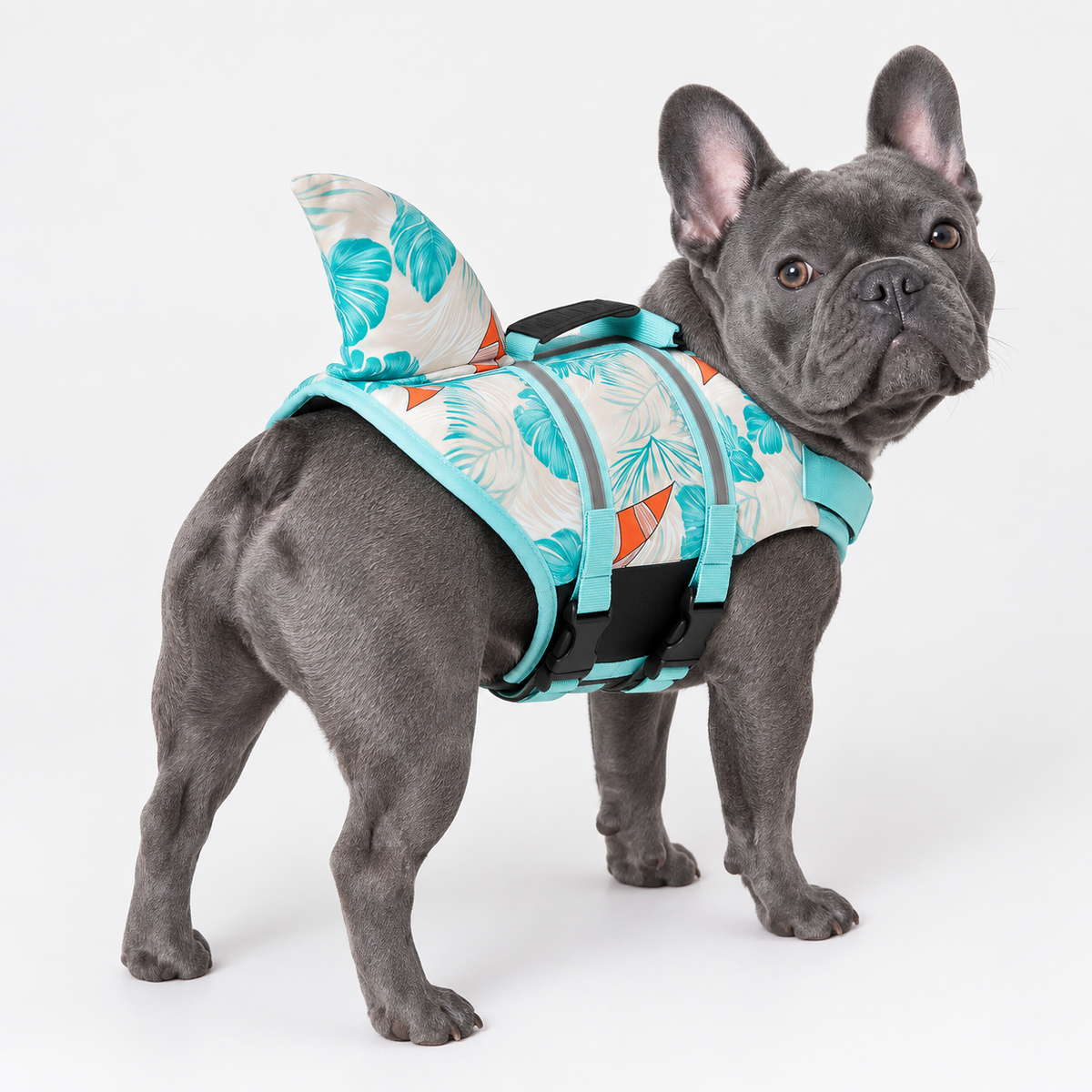 blue-gray French Bulldog wearing French Bulldog Sailboat-Print Shark Life Vest on light gray studio background