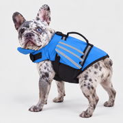 merle French Bulldog wearing FloatPro French Bulldog Swimming Life Vest on light gray studio background