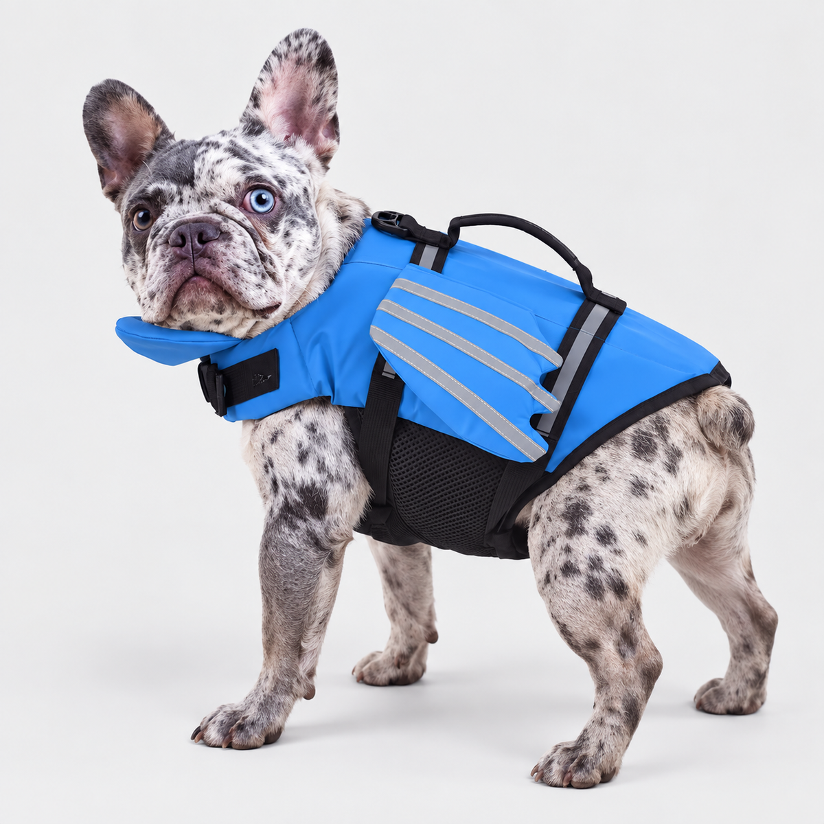 merle French Bulldog wearing FloatPro French Bulldog Swimming Life Vest on light gray studio background