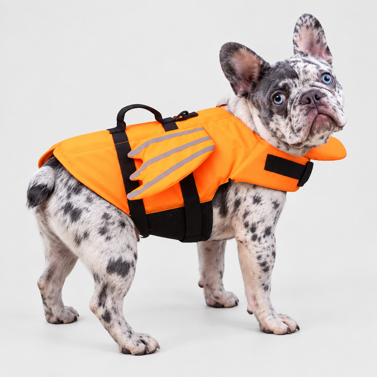 Merle French Bulldog wearing Orange FloatPro French Bulldog Life Swimming Vest on light gray background