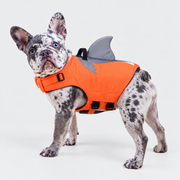 merle French Bulldog wearing French Bulldog Shark-Fin Reflective Swim Vest on light gray studio background