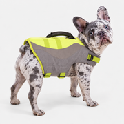 merle French Bulldog wearing French Bulldog Reflective Swim Vest with Rescue Handle on light gray studio background