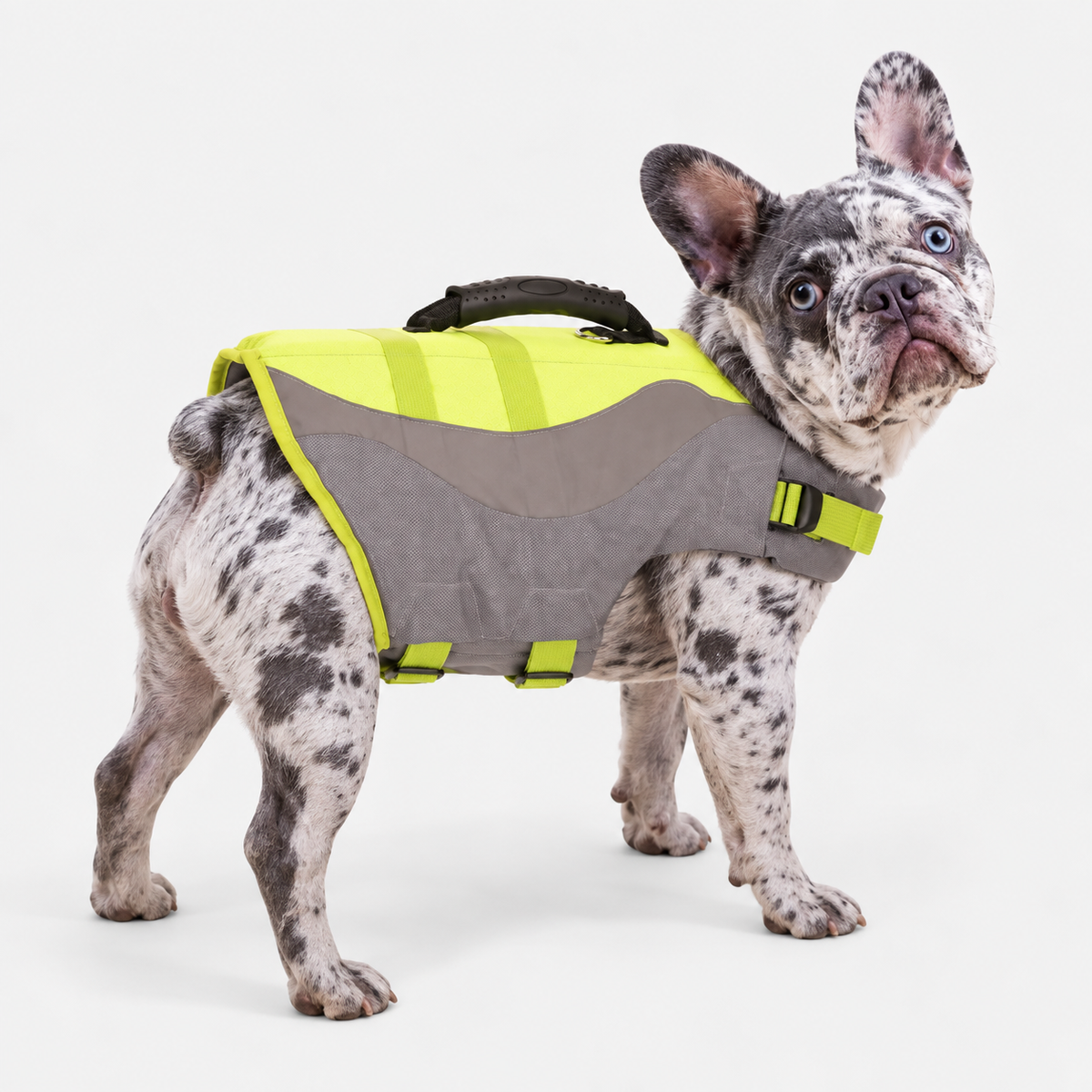 merle French Bulldog wearing French Bulldog Reflective Swim Vest with Rescue Handle on light gray studio background