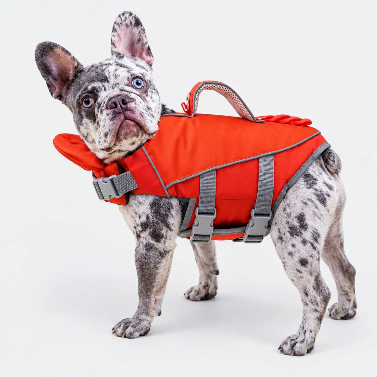 merle French Bulldog wearing French Bulldog Lifesaver High-Visibility Swim Vest on light gray studio background