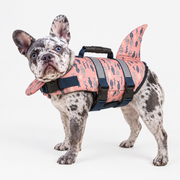 merle French Bulldog wearing French Bulldog Shark-Fin Life Vest on light gray studio background