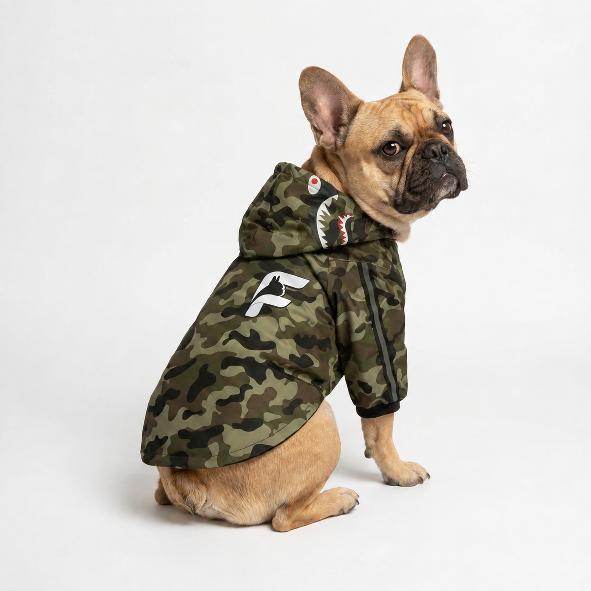 French Bulldog wearing Mountain Quest camouflage windbreaker with Frenchie F logo