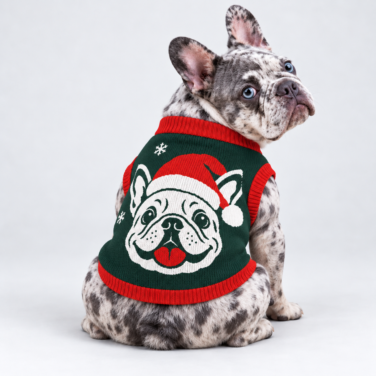 French Bulldog seated with its back toward camera and head looking right, wearing pet knit sweater design 02