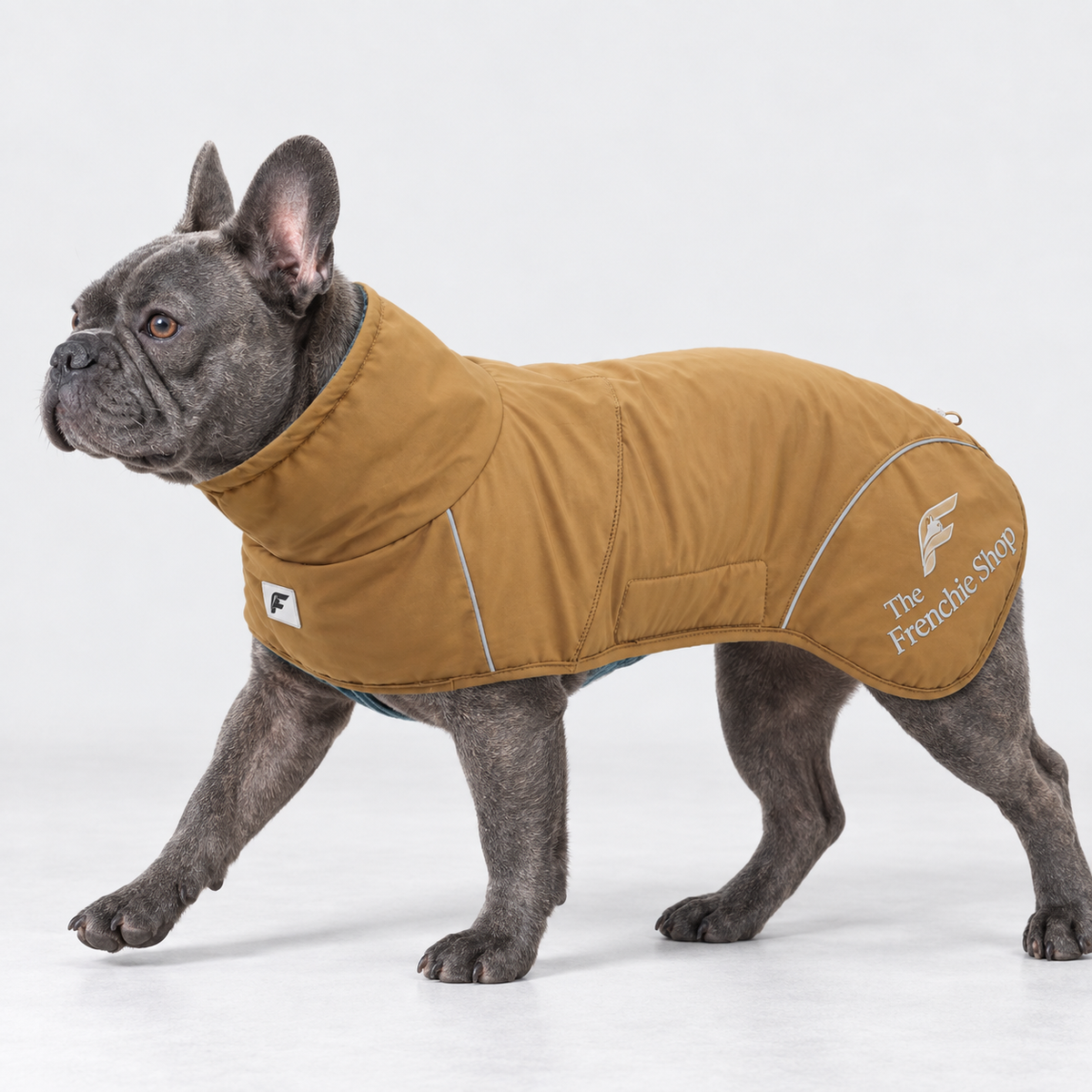 High-Neck Outdoor French Bulldog Winter Jacket – Amber Yellow on blue French Bulldog
