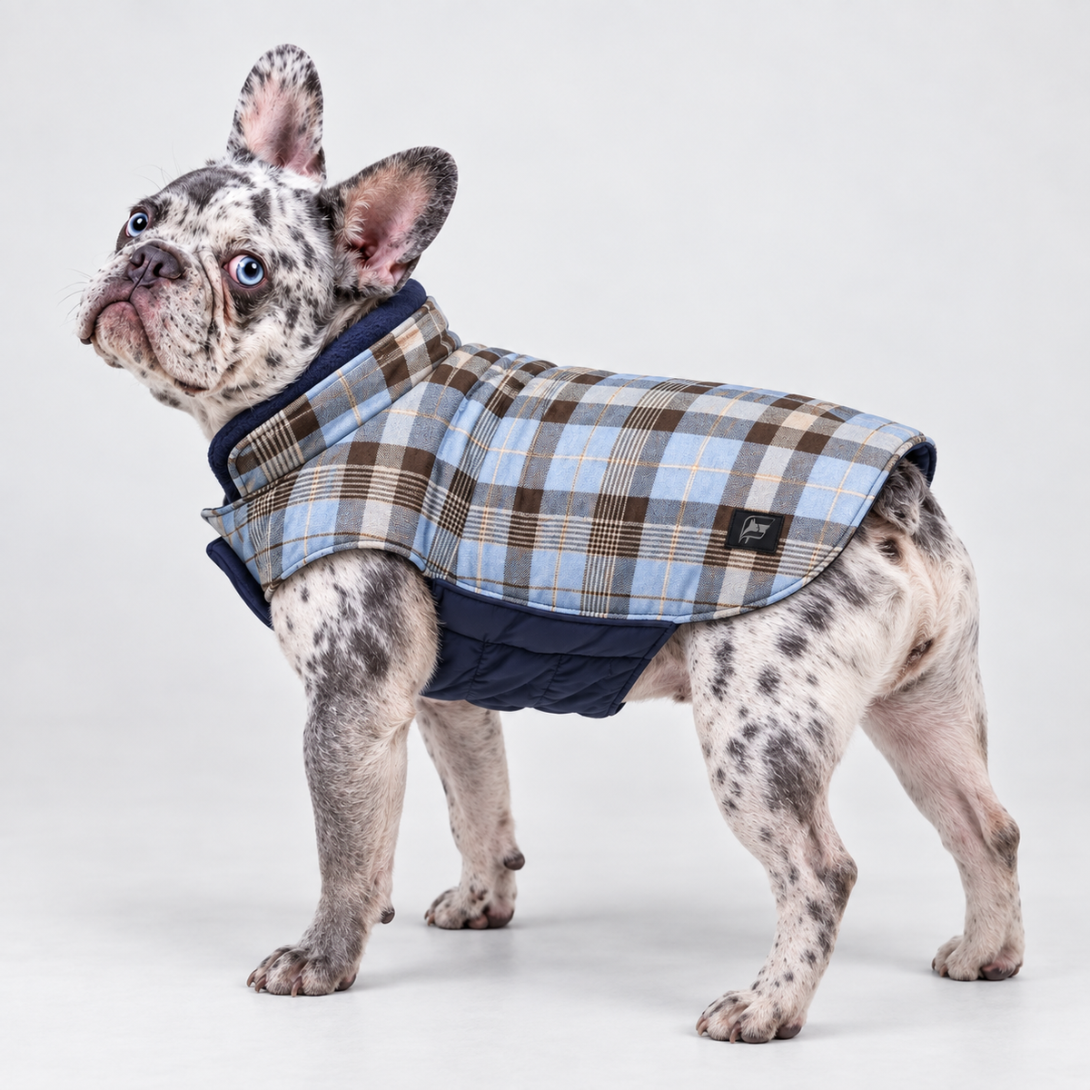 Reversible Plaid French Bulldog Winter Jacket – Blue on merle French Bulldog