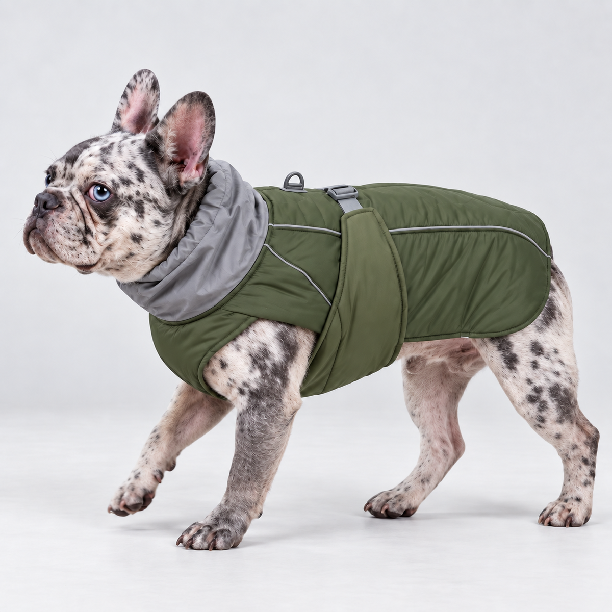 Reflective French Bulldog Winter Vest – Olive on merle French Bulldog