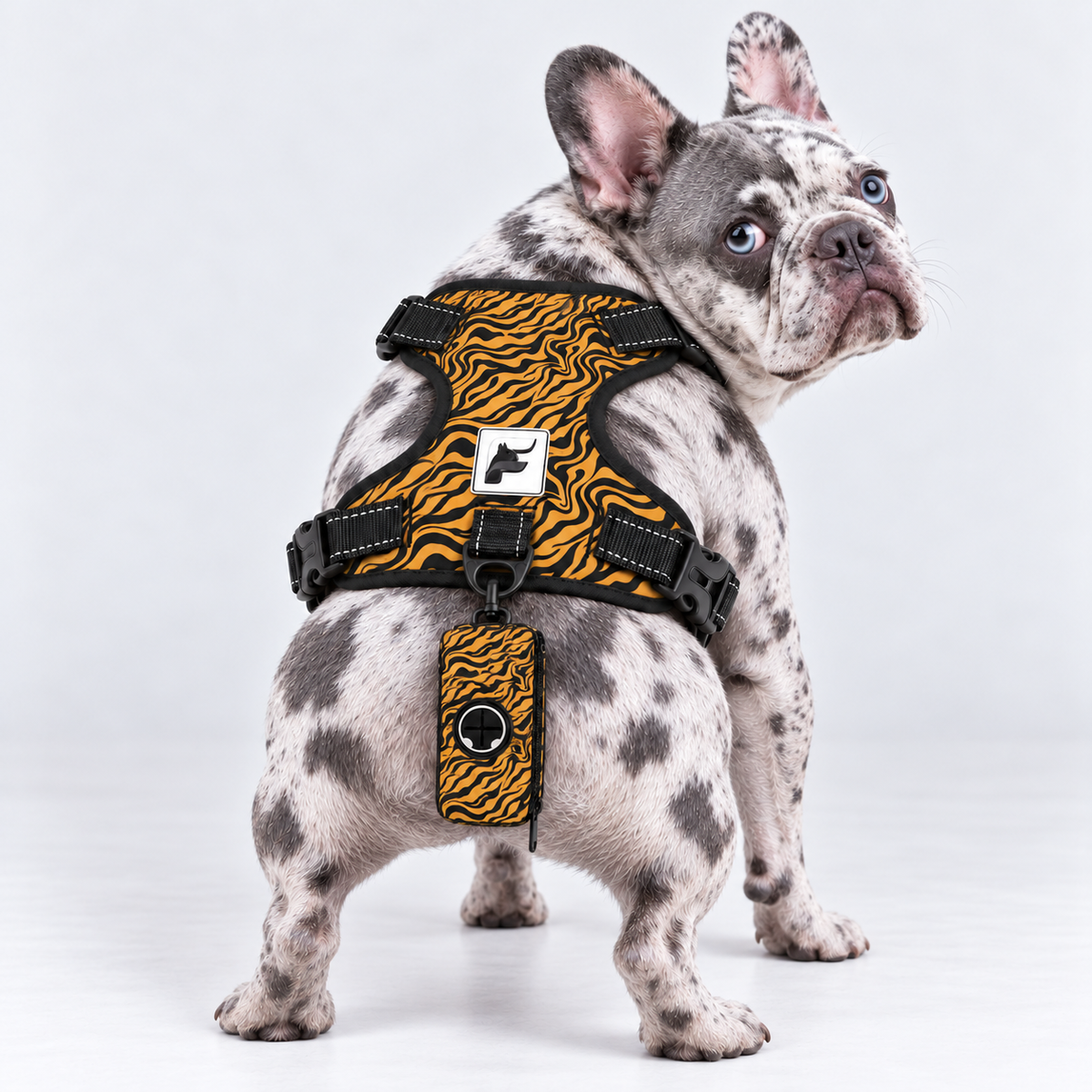 Tiger Stripe matching harness and poop bag holder on our Frenchie model